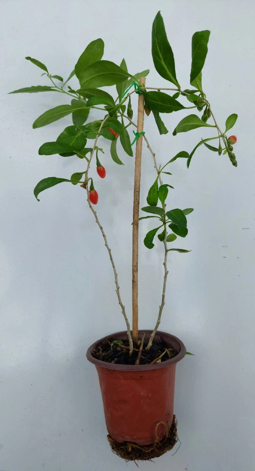 Goji Berry Live Plant in Pot – Lycium barbarum, Edible Superfood, Nutritious Wolfberry for Garden or Container Cultivation