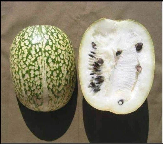 Shark Fin Melon Seeds - Heirloom Chilacayote Sechium edule - Rare Fig Leaved Malabar Gourd, Vining, 5 Seeds Pack