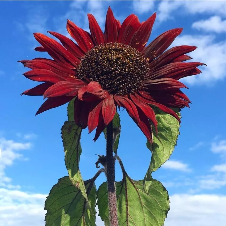 Red Sun Sunflower Seeds - 50+ Heirloom Non-GMO Helianthus annuus