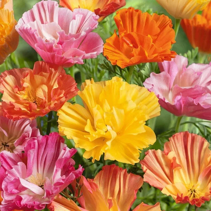 California Ballerina Mix Poppy Seeds - 200+ Eschscholzia californica Garden Flower Seeds for Borders & Wildflowers