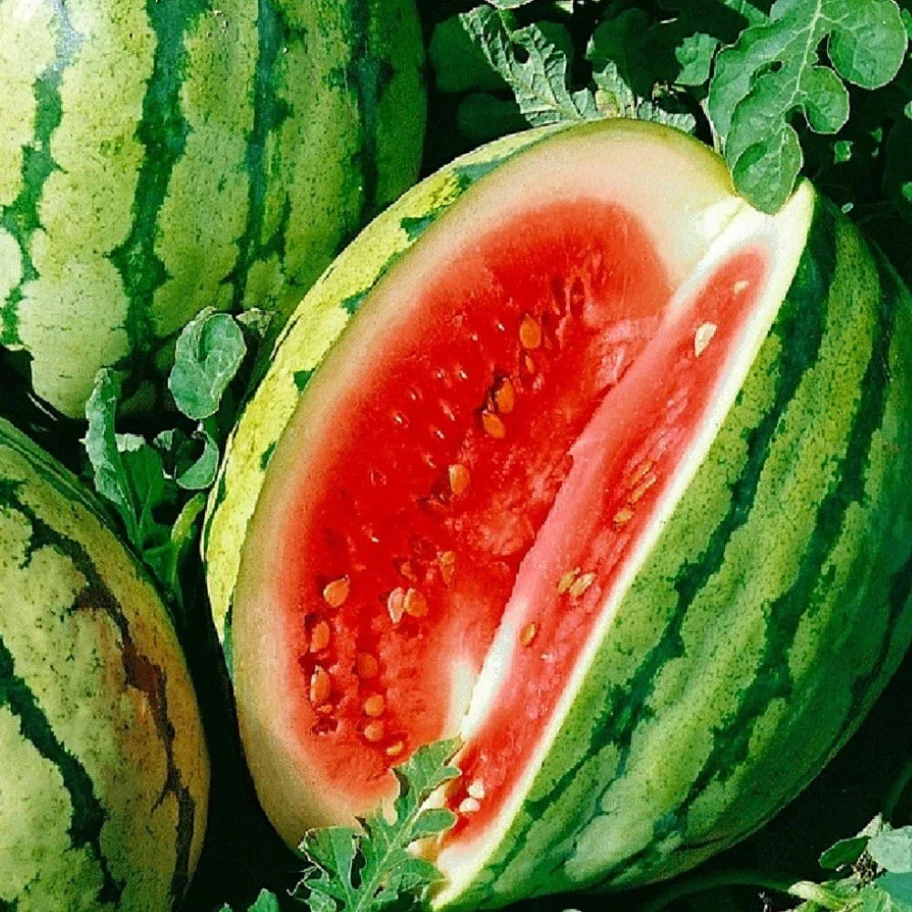 Dixie Queen Watermelon Seeds | NON-GMO Heirloom Citrullus lanatus | Organic Gardening