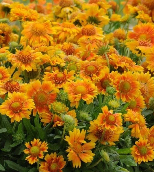 Gaillardia Seeds - 'Mesa Peach' Blanket Flower - Perennial Garden Flower - Gaillardia grandiflora - 10 Pack