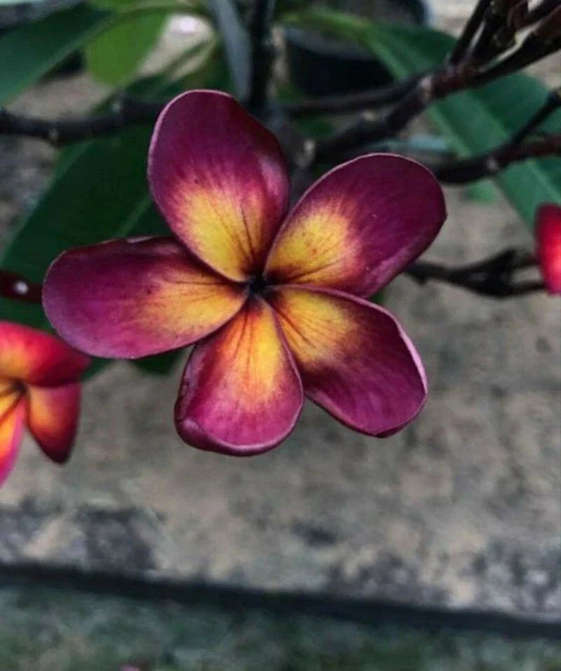 Lavender Yellow Plumeria Seeds - Fragrant Tropical Flowers - Plumeria rubra - Perennial Hawaiian Plant Seeds