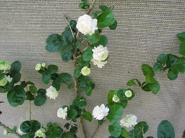 Grand Duke of Tuscany Jasmine Starter Plant - Jasminum Sambac for Indoor and Garden