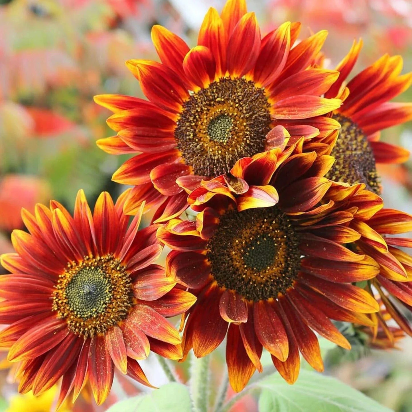 Autumn Beauty Sunflower Seeds 50pcs – Helianthus annuus, Large Orange Red Yellow Flowers, Tall, Easy to Grow