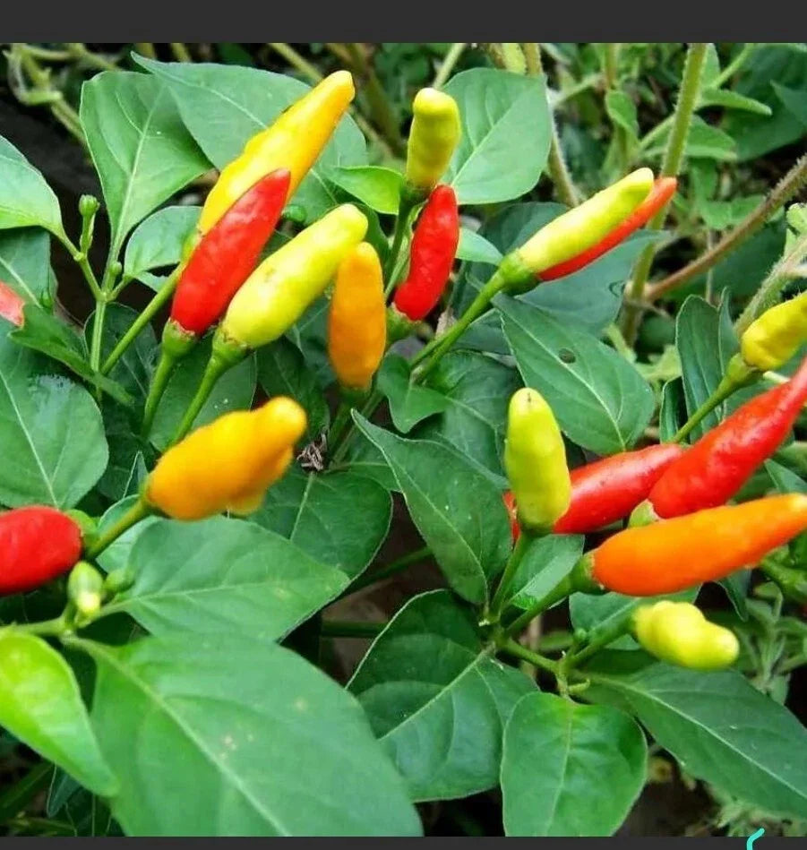 Tabasco Pepper Live Plants 2.5-Inch Pots - Capsicum frutescens - Set of 10
