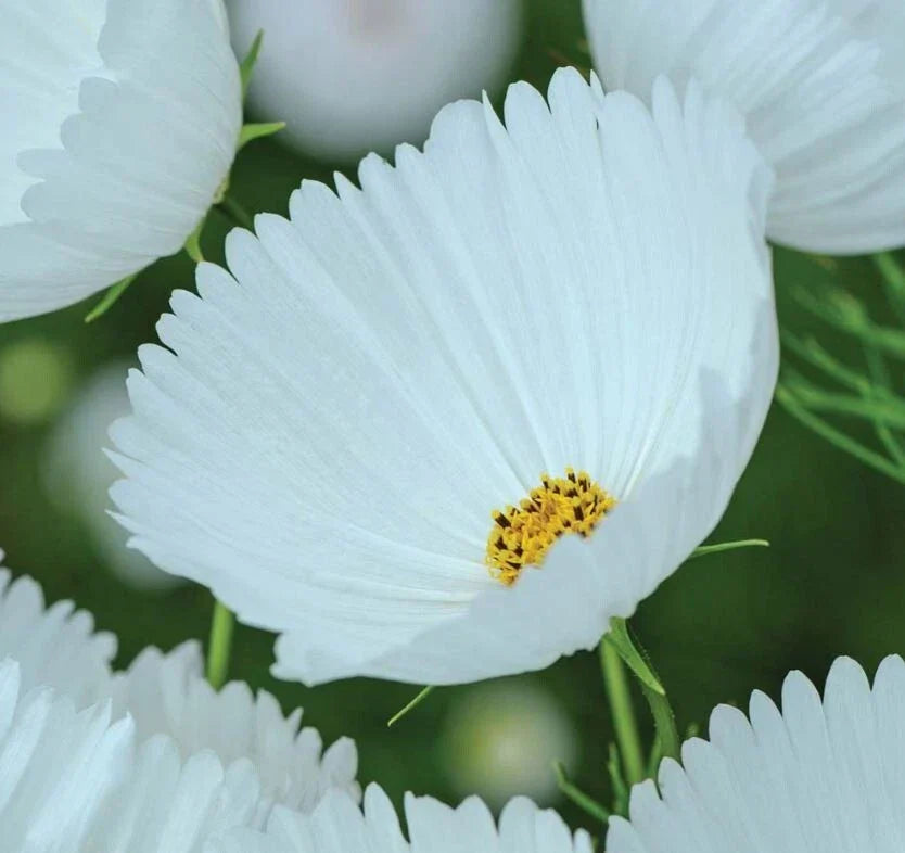 Cupcake White Cosmos Seeds - 200 Pack | Cosmos bipinnatus | USA Grown