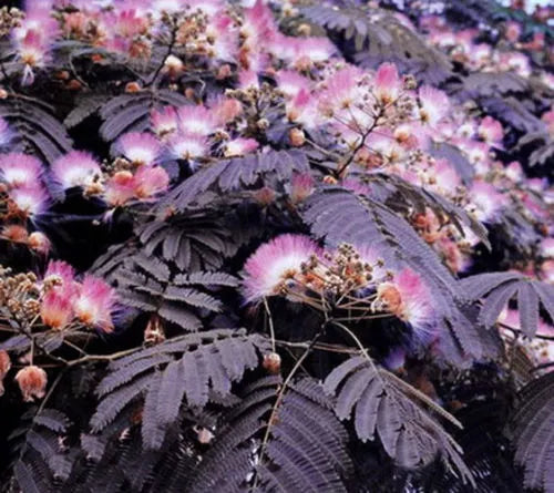 Chocolate Mimosa Tree Seeds - Albizia julibrissin - Summer Blooming Silk Tree Seeds - 10 Pack