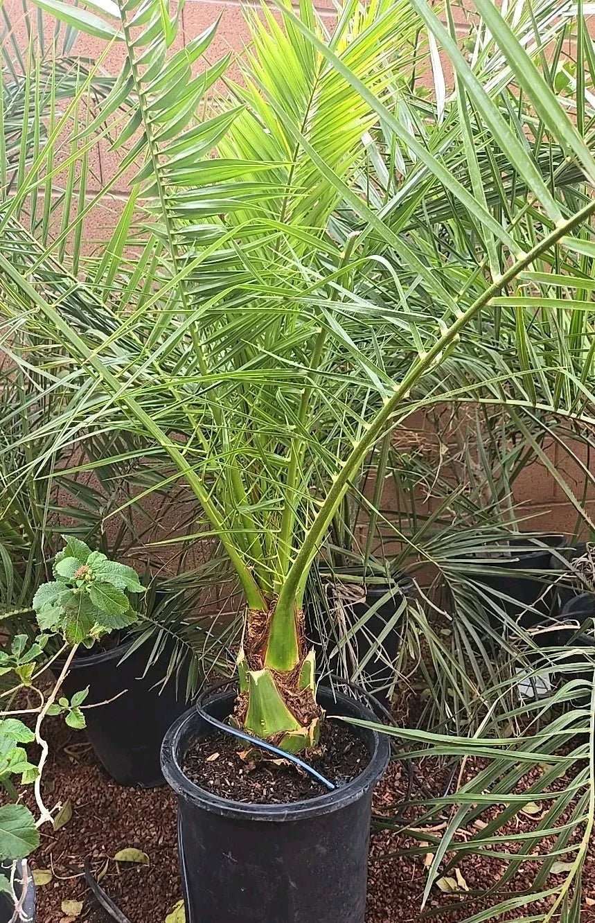 Canary Island Date Palm Tree Potted 48+ Inches Phoenix Canariensis Mature Landscape Plant