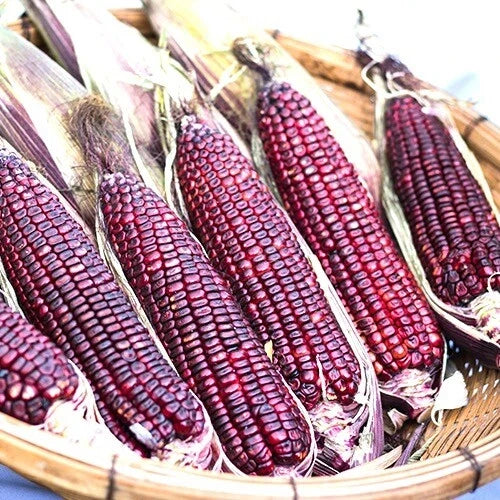Bloody Butcher Corn Seeds | Heirloom Non-GMO Zea mays | Red Kernel Corn for Garden, Canning & Decoration