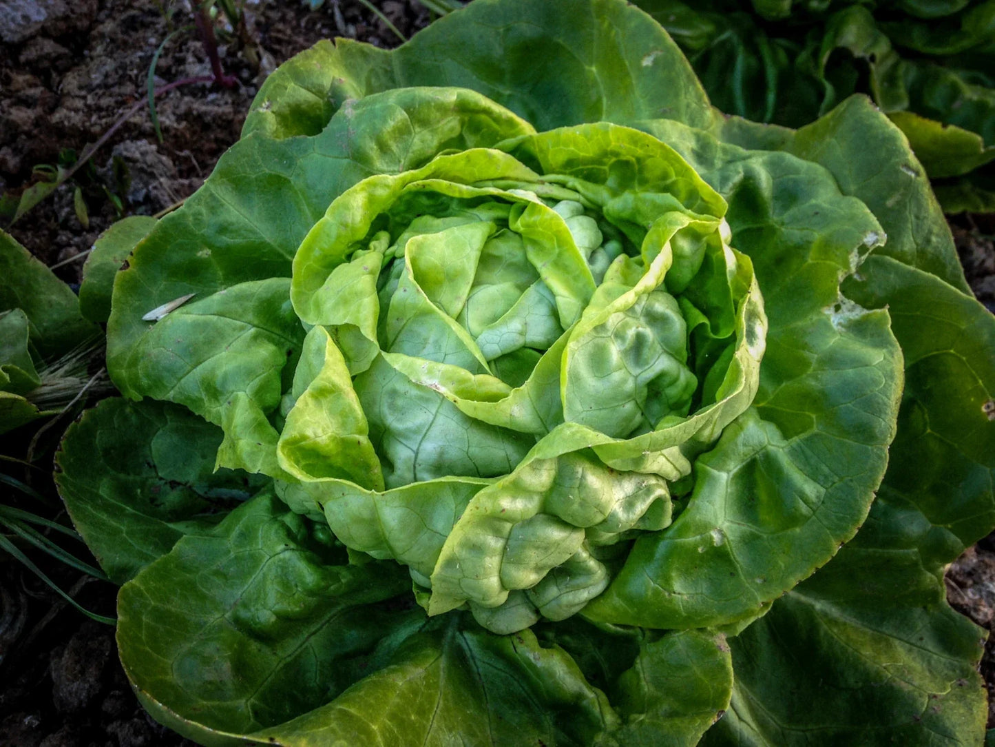 Buttercrunch Lettuce Seeds Bulk - Lactuca sativa, Loose-Leaf, Cool Weather, Salad Garden, Non-GMO, Fast-Growing