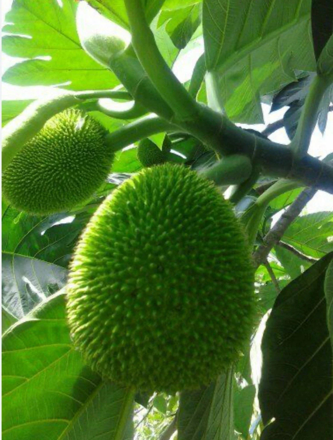 Breadfruit Tree Plant – 12+ Inches – Puerto Rican Panapén – Tropical Fruit Tree – Artocarpus altilis for Garden or Container