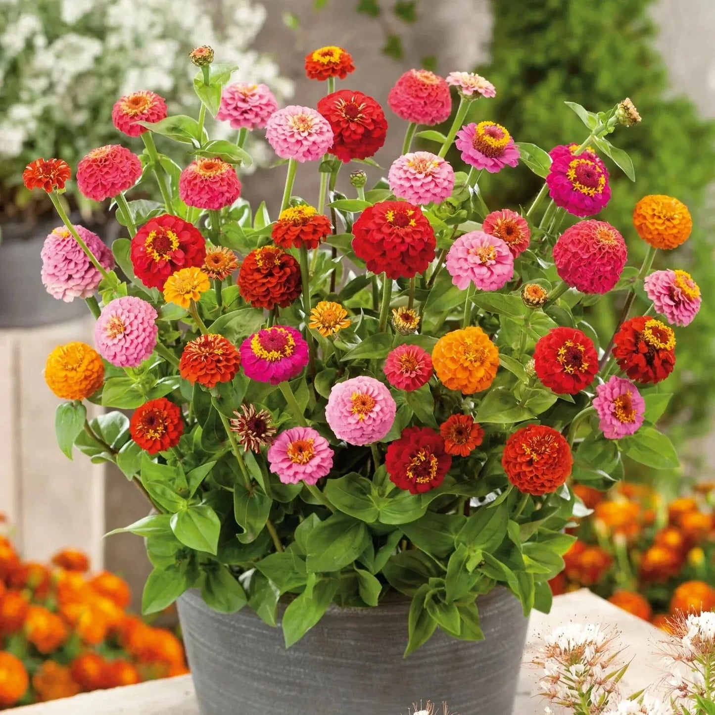 Thumbelina Zinnia Seeds - 100+ Dwarf Flower Seeds for Garden, Zinnia elegans, Compact, Easy Grow, Butterfly Attracting, USA