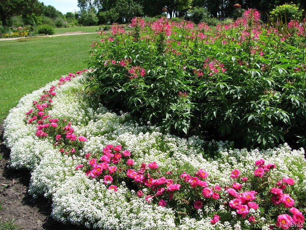 Alyssum Snow Crystals Seeds - Fragrant White Flowers - Lobularia maritima