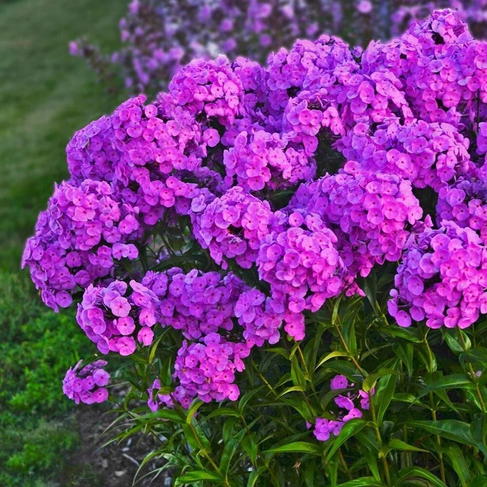 Flamingo Phlox Seeds - 100+ Count, Early Blooming, Phlox paniculata, Pink & Coral Flowers, Butterfly & Hummingbird Attractant