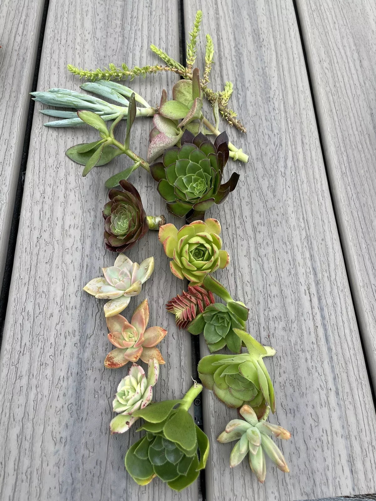 15 Assorted Succulent Cuttings | 15 Varieties | Live Succulent Plants for Indoor & Outdoor Gardening