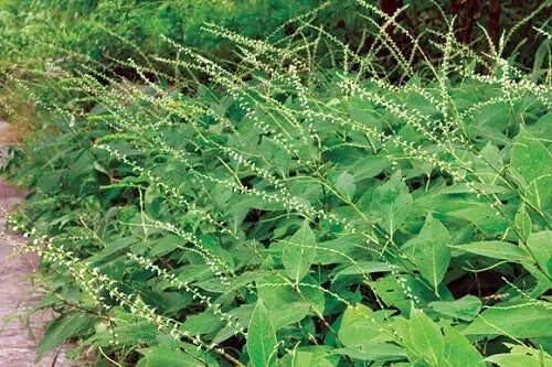 Jumpseed Seeds - 200 Count - Virginia Knotweed Persicaria virginiana for Shade Gardens, Ground Cover & Erosion Control