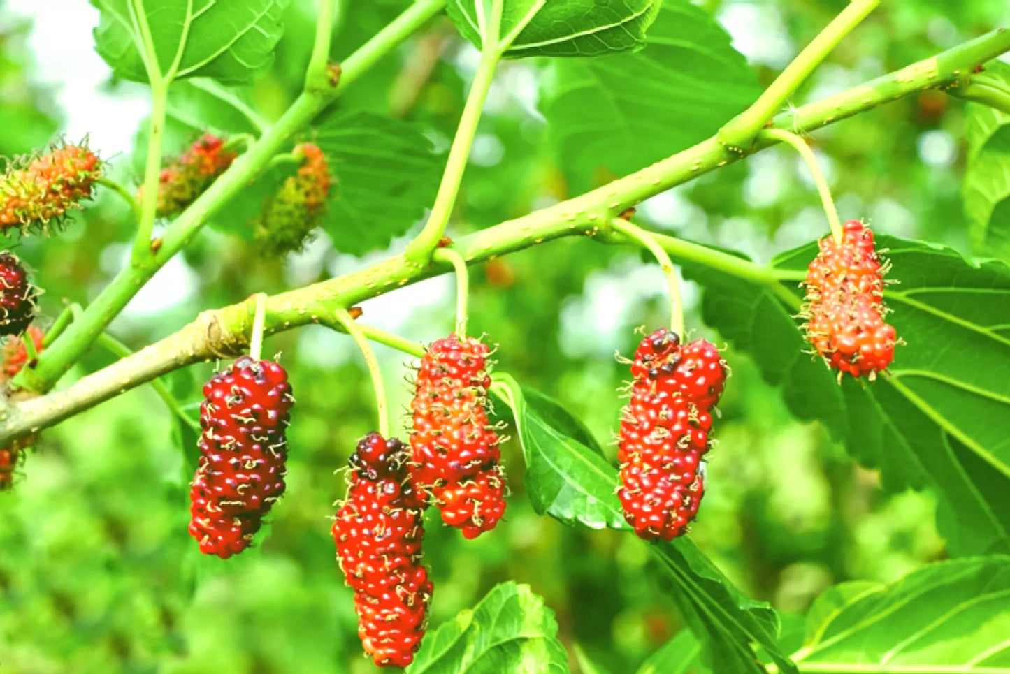 Red Mulberry Live Plant Set of 2, 16-24 Inches, Morus rubra, Deciduous Tree, Fruit-Bearing, Garden Plant