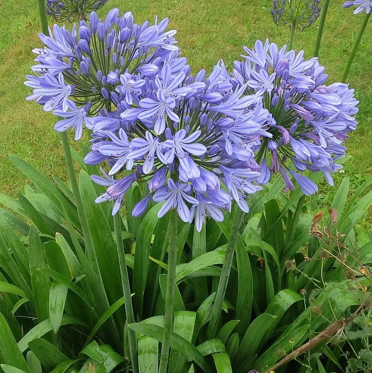 Agapanthus ‘Peter Pan’ Dwarf African Lily Live Plants – Blue Flowers, Bulb Roots, 3 Pack