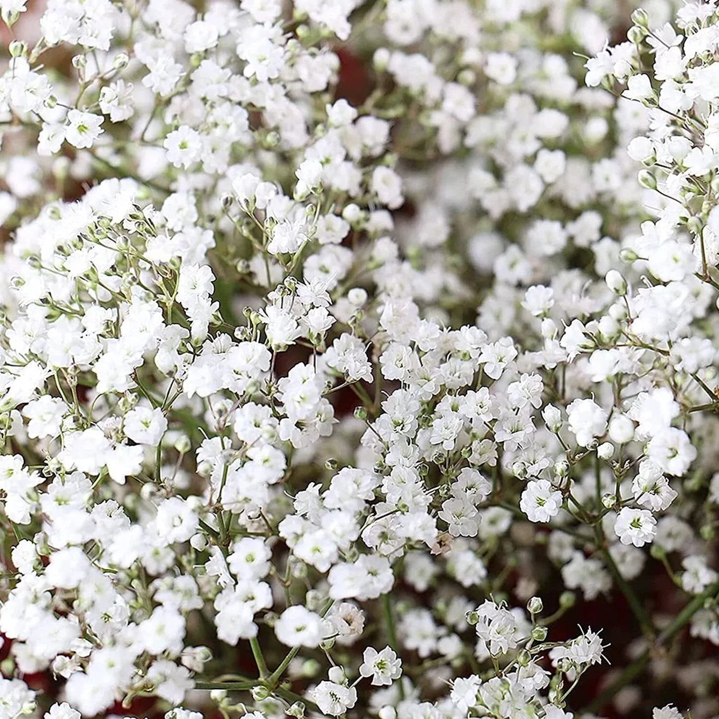 Baby's Breath Seeds 1,000 Count - Gypsophila elegans Annual Flowers for Garden & Cuttings