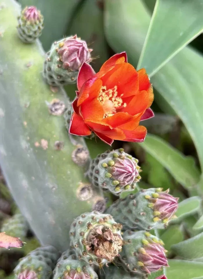 Woollyjoint Pricklypear Seeds - 50 Seeds, Opuntia tomentosa, Velvet Opuntia - 2024 Harvest USA