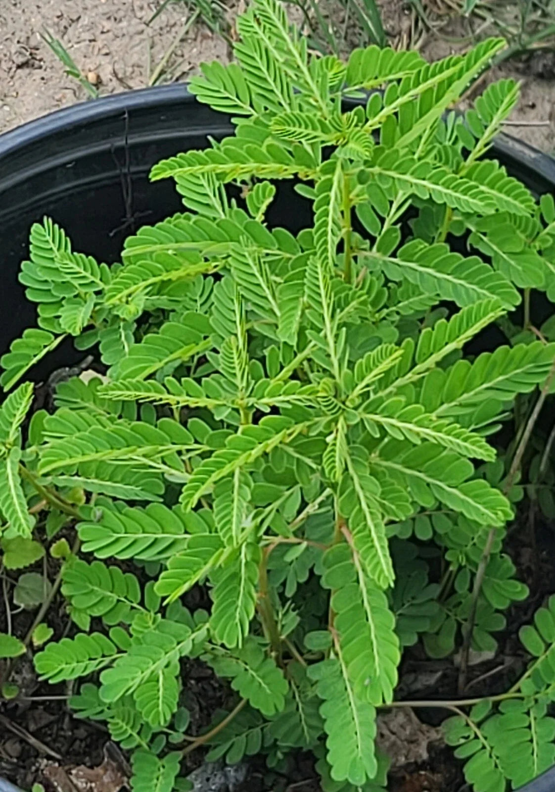 Organic Stonebreaker Seeds 50 Pack, Gripeweed, Chamber Bitter, Phyllanthus Urinaria for Herbal Remedies and Gardening