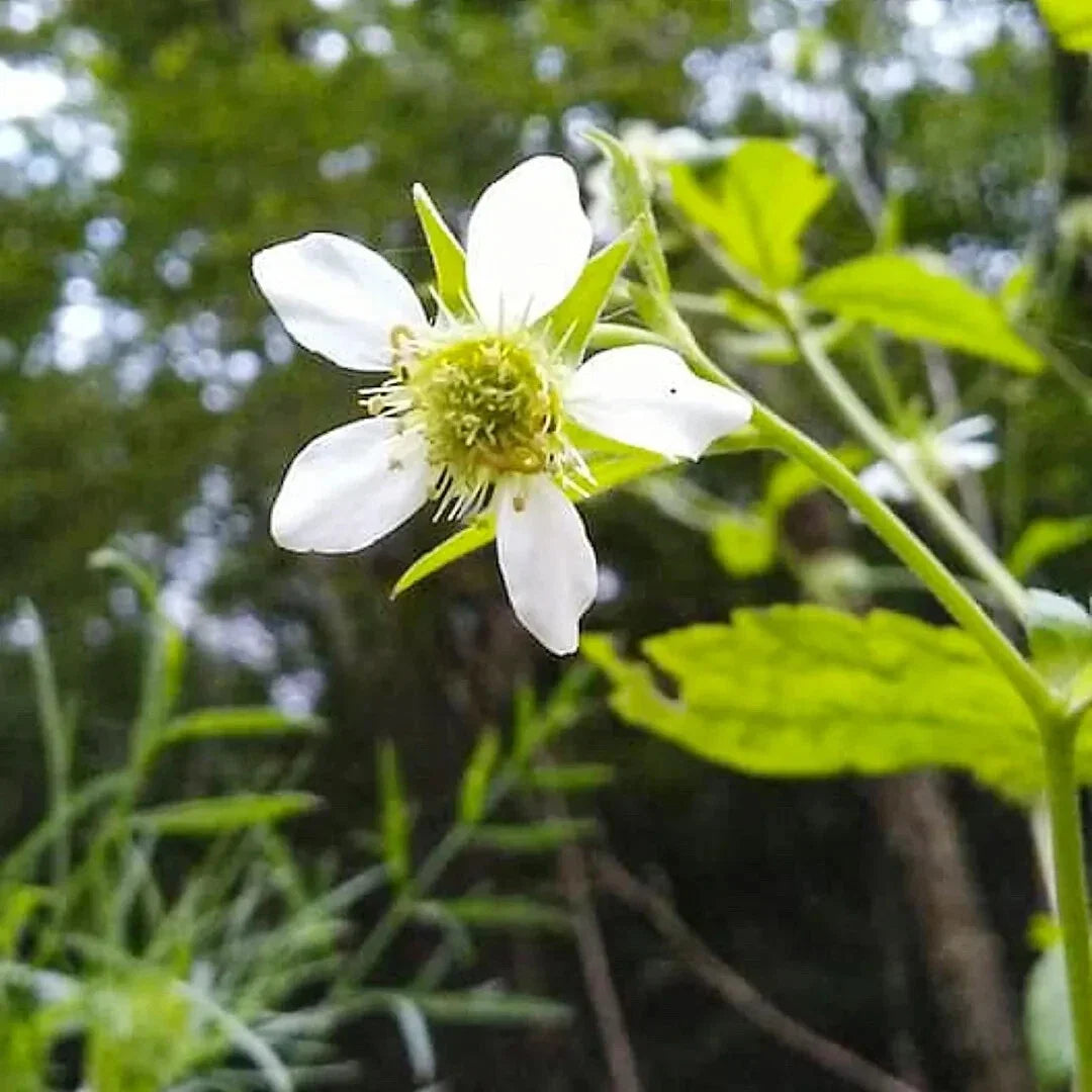 White Avens Flower Seeds 500+ Geum canadense Perennial Wildflower Seeds for Garden Planting