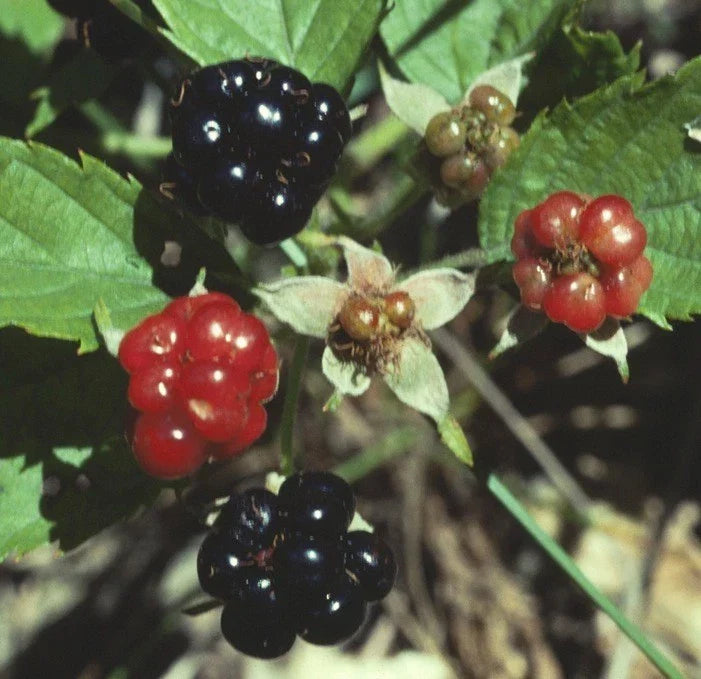 Swamp Dewberry Plants - 5 Bare Root Native Edible Fruit Bushes Rubus caesius