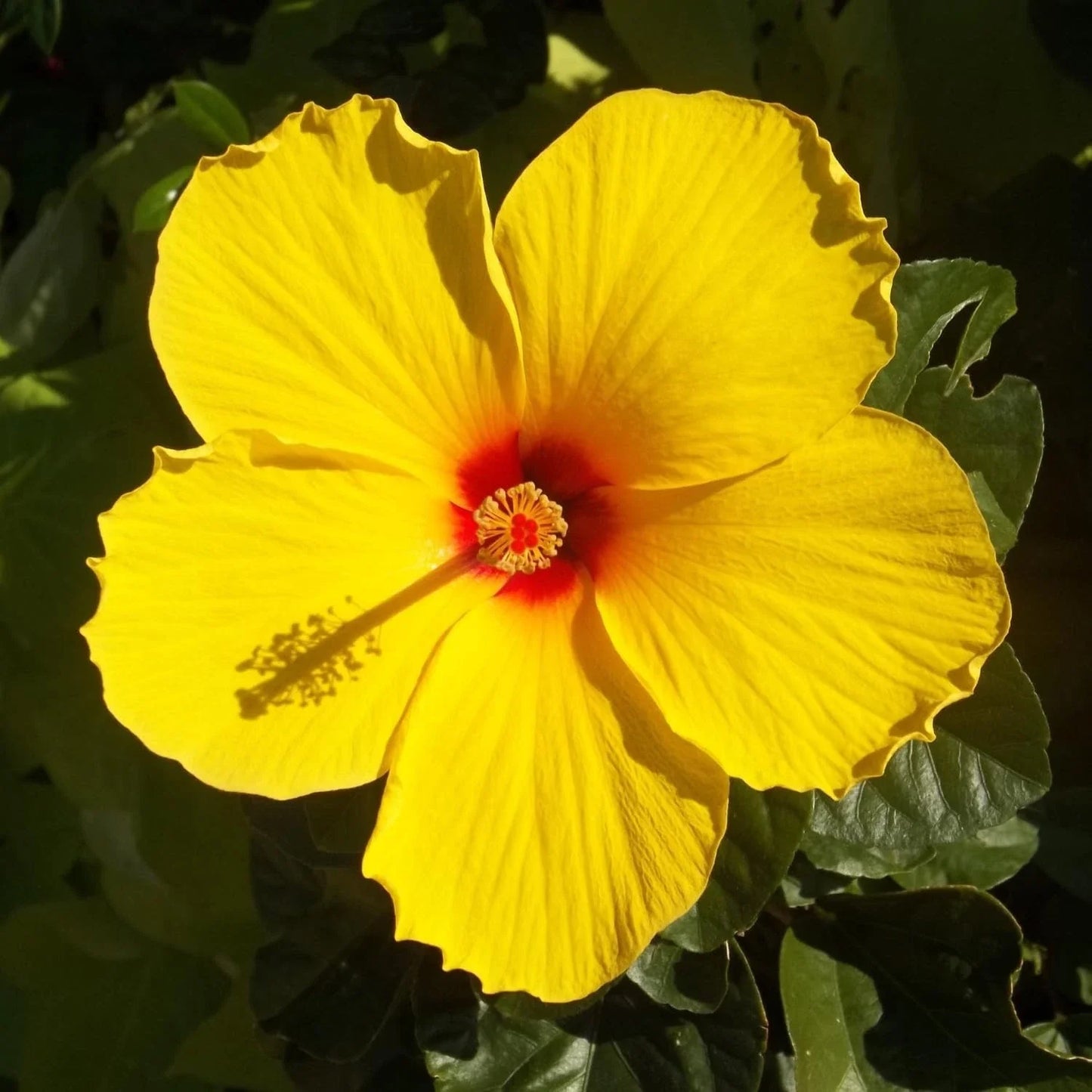 Tequila Hardy Hibiscus Plant - Yellow Flowers - 8-12 Inches Tall - Hibiscus moscheutos Live Plant for Garden & Containers