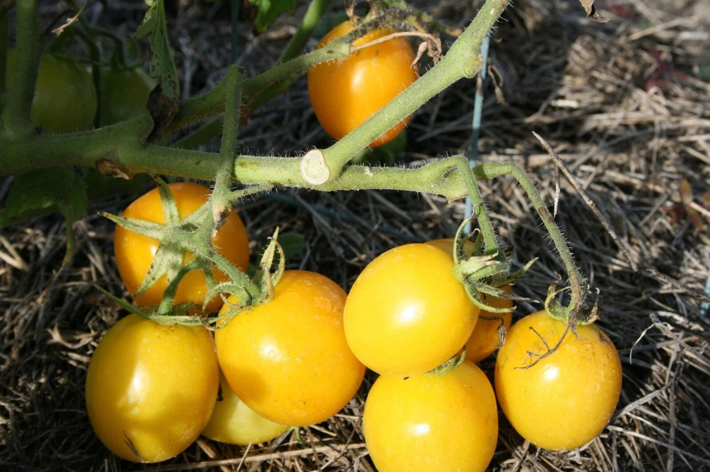 Sweet Lemon Tomato Seeds - Organic Heirloom Solanum lycopersicum - 100 Seeds for Home Garden, Full Sun, Easy to Grow