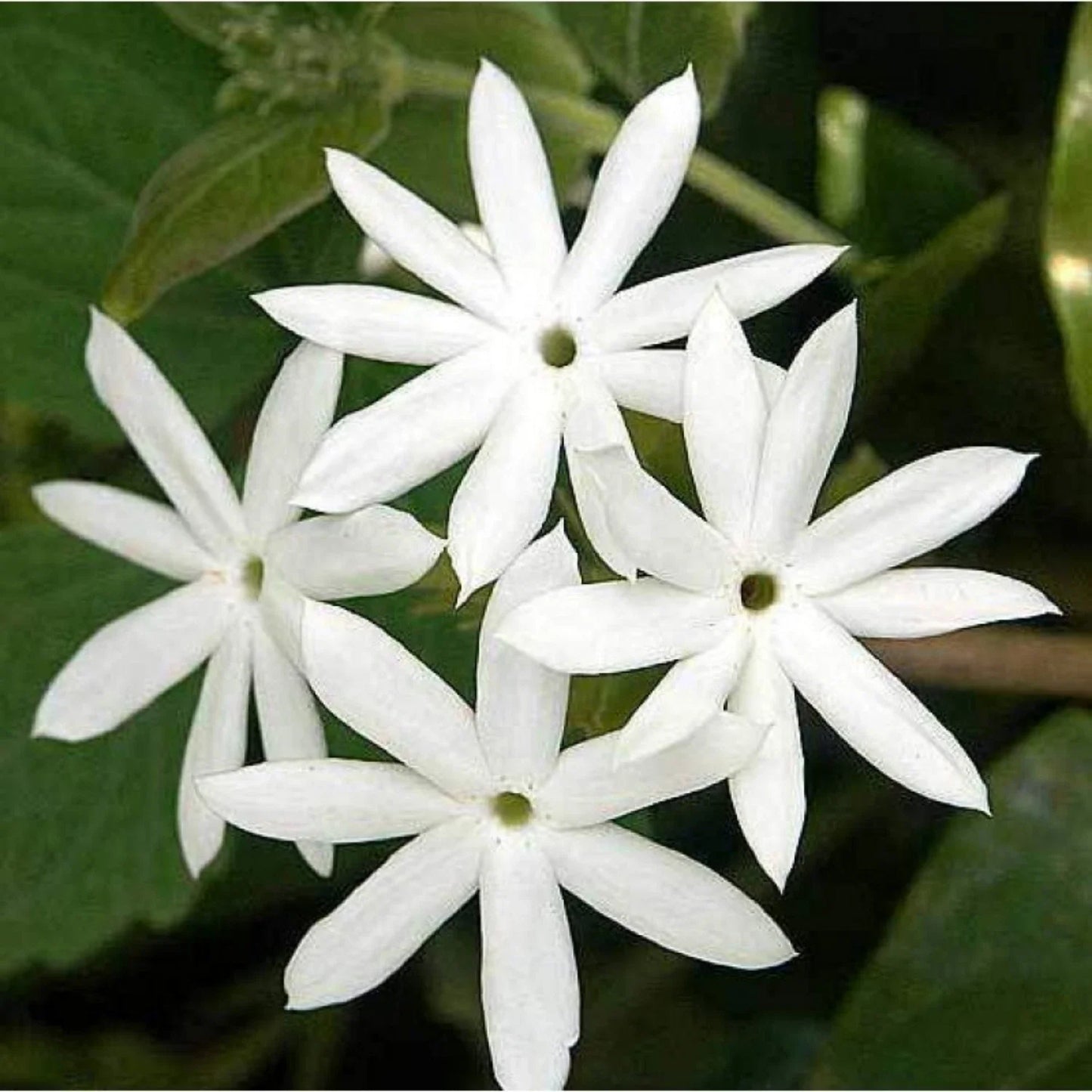 Downy Jasmine Live Plant – 4" White Flowering Shrub – Jasminum multiflorum – Fragrant, Pollinator-Friendly, Bare Root