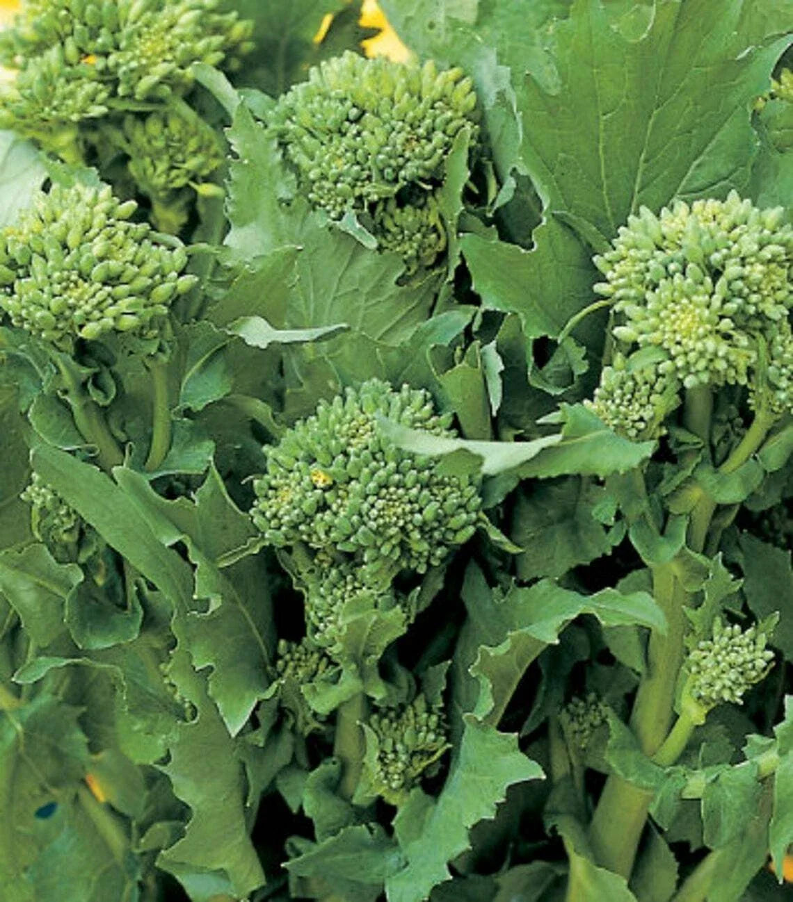 Broccoli Raab Seeds | Heirloom Non-GMO Rapini Vegetable Seeds | Brassica rapa var. ruvo | Edible Greens, Fast-Growing, Full Sun