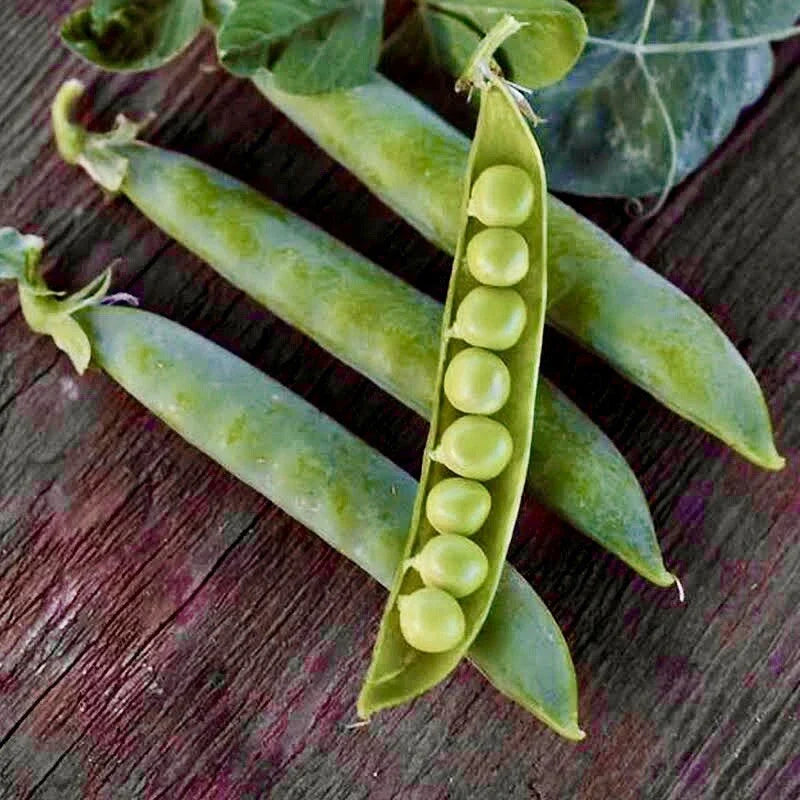 Green Arrow English Pea Seeds | 30 Non-GMO Pisum sativum Seeds for Garden