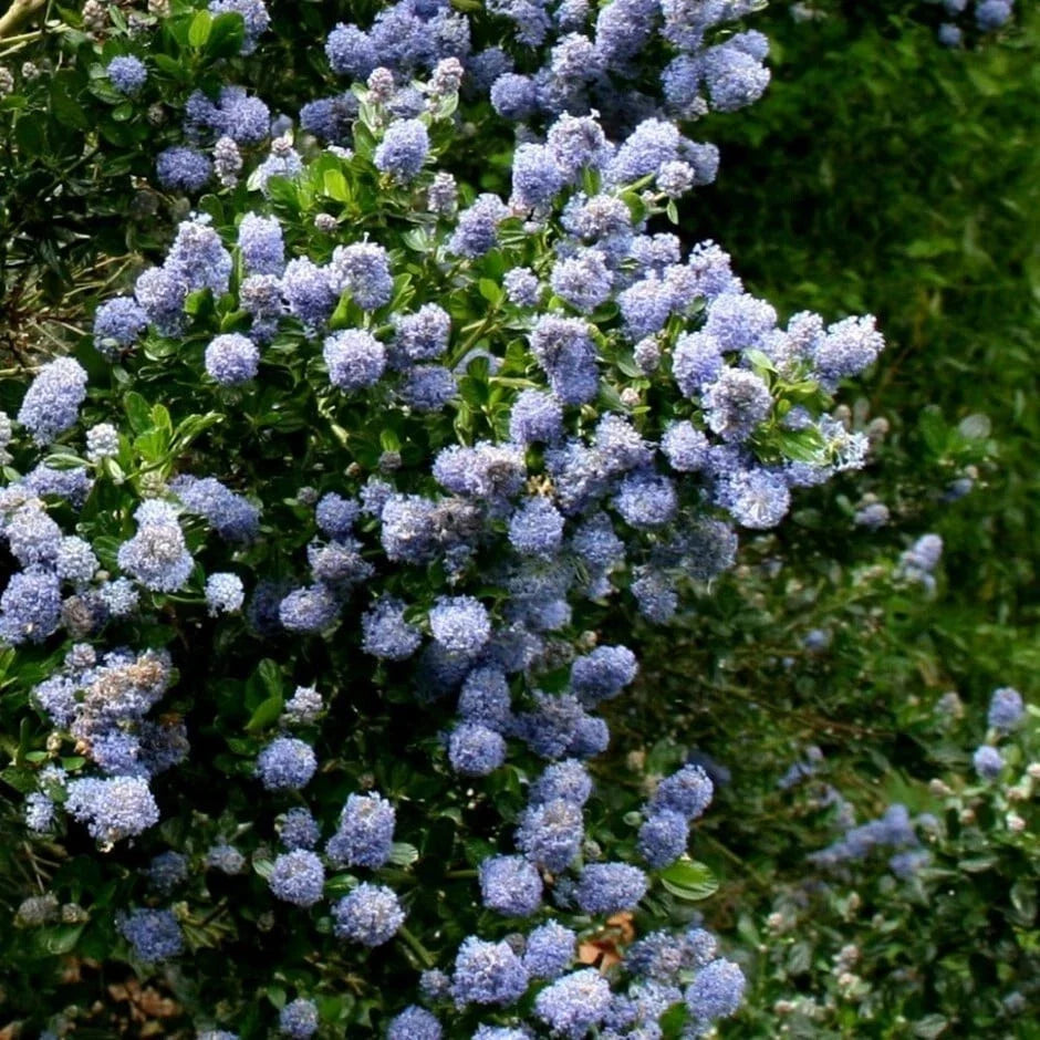 Skyland Lilac Seeds - 25 Perennial Syringa vulgaris 'Skyland' Purple Fragrant Flowers for Garden Beds