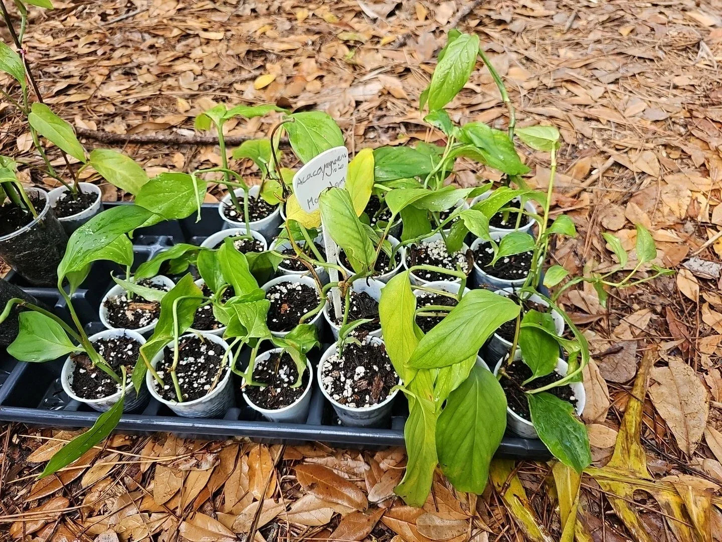 Monstera Acacoyaguensis Cutting - Rare Tropical Aroid in 2.5 Inch Pot - Rooted Plant