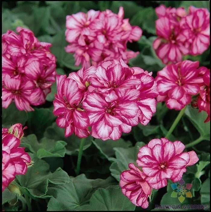 Burgundy Ice Ivy Leaf Geranium Seeds - Pelargonium peltatum, Trailing Annual, Vibrant Burgundy Foliage, 25+ Seeds for Garden, Containers, Borders