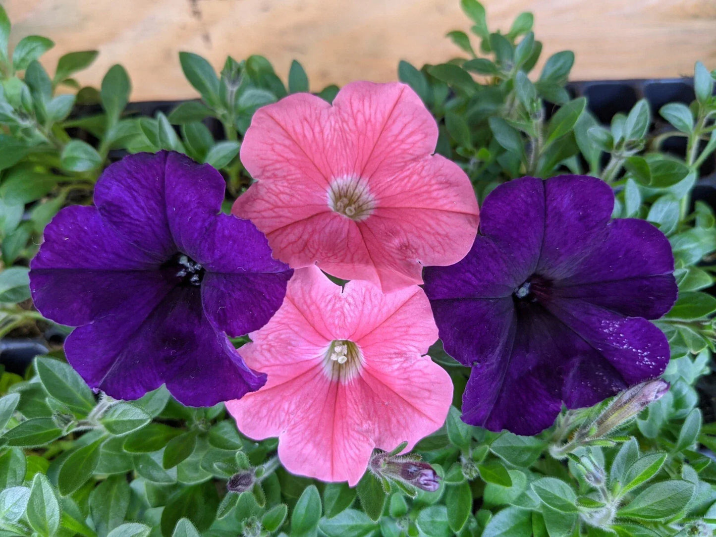 Petunia 'Daybreak' Combo Live Plants - 10 Baby Plugs E3 Easy Wave Coral & Navy Velour Annuals