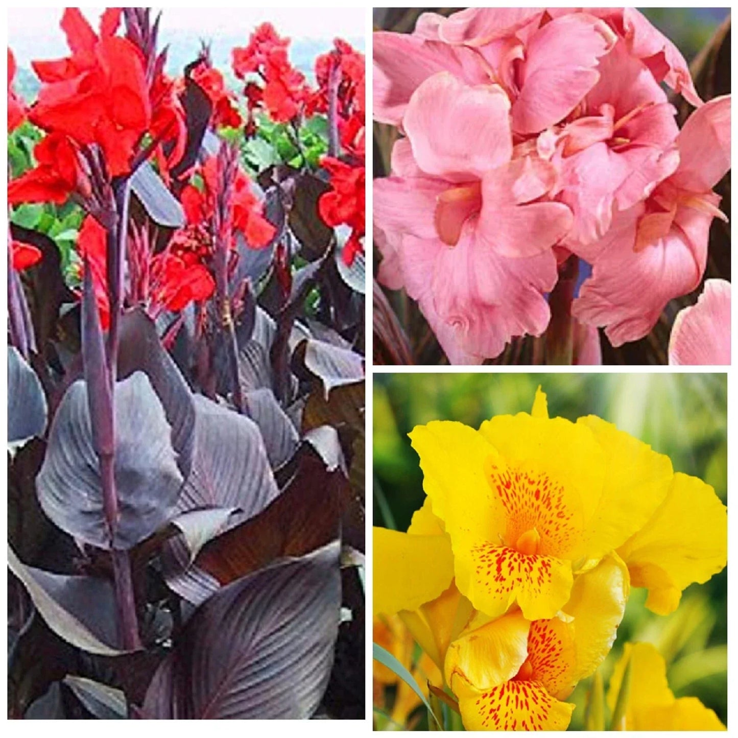 Canna Lily Plants - Mixed Colors Tall Variety - Attracts Hummingbirds & Butterflies