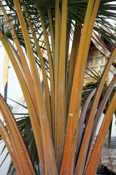 Golden Palm Tree Seeds - Corypha utan, Buri Palm, Tropical Fan-Shaped Leaves, 10 Pack for Planting