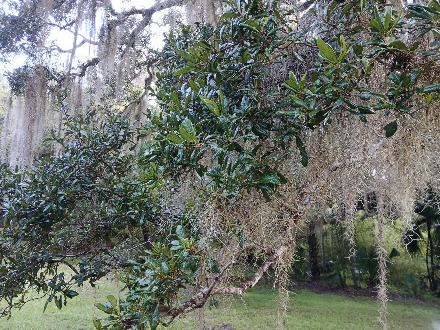 Rooted Live Oak Tree 12-18 Inches | TX Florida Quercus virginiana | Native Evergreen Shade Tree for Garden & Landscaping