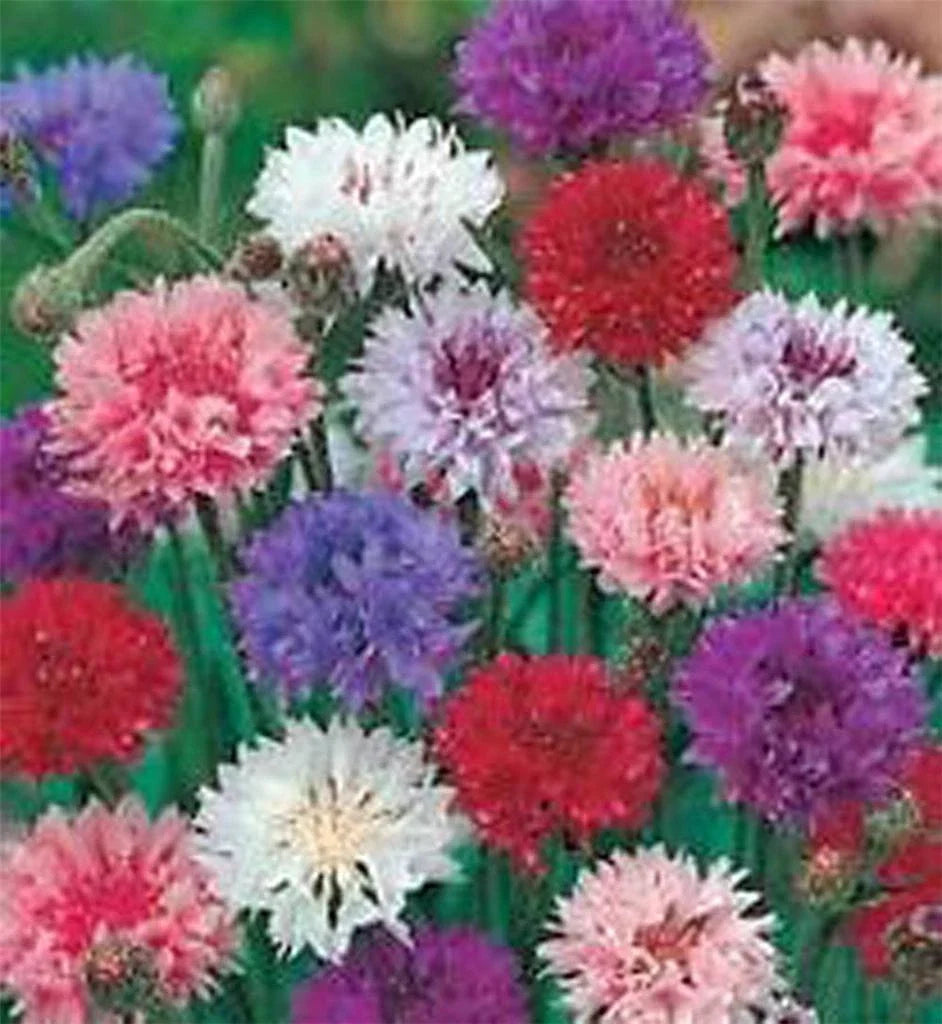 Bachelor Button Seeds, Tall Mix, Bright Blooms, Centaurea cyanus, Annual Flower, Butterfly & Bee Attractant