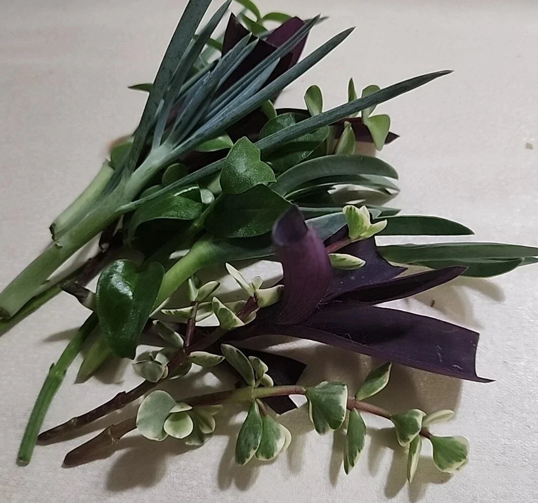 Live Plant Cuttings Set 12 PC Mixed Varieties for Rooting - Indoor Gardening Supplies
