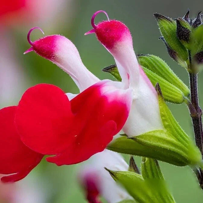 Hot Lips Salvia Live Plant - 2 Plants in 1 Pot - Salvia microphylla