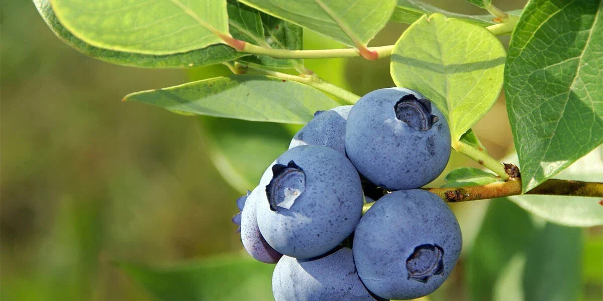Organic Blueberry Seeds 50 Pack - Vaccinium Cyanococcus Perennial Fruit Plants