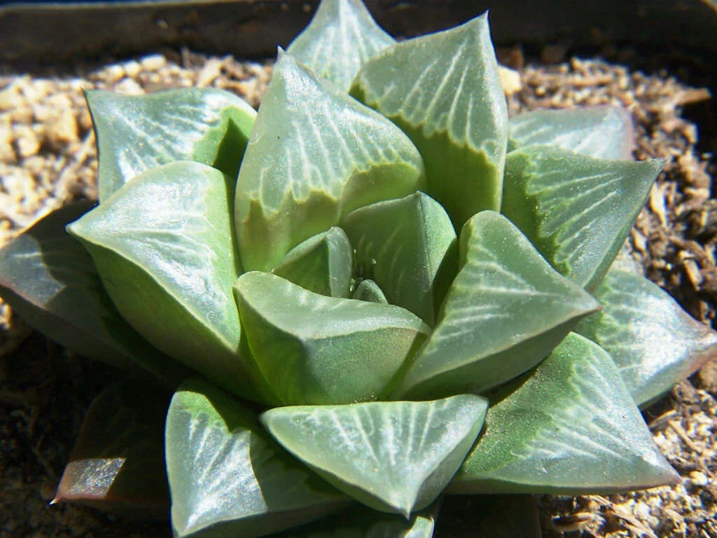 Haworthia Mutica 2" Potted Succulent - Rare Indoor Drought-Tolerant Plant