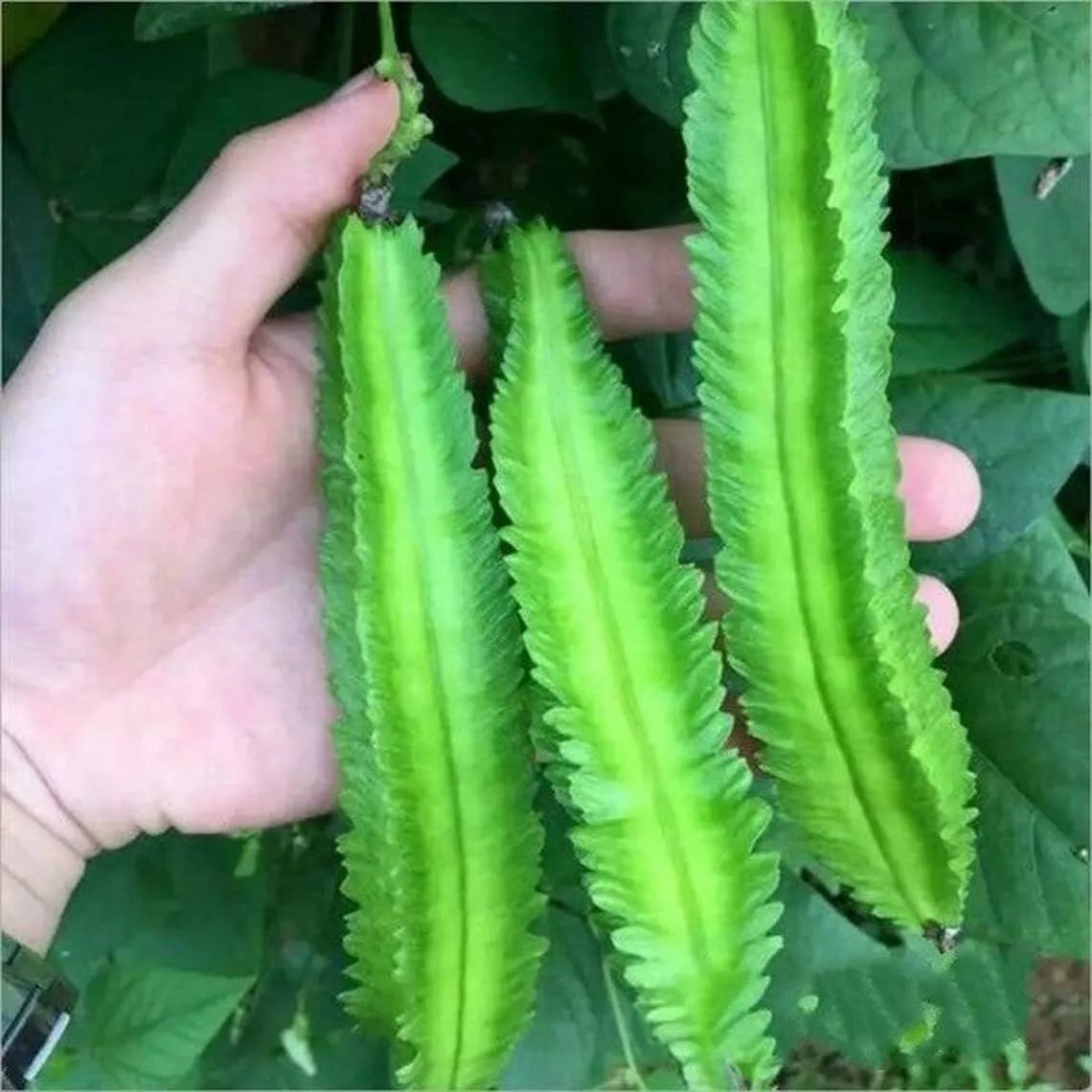 Wing Bean Seeds - 15 Pack, Psophocarpus tetragonolobus, Exotic Asian Edible Pods, Easy to Grow, Vining Plant