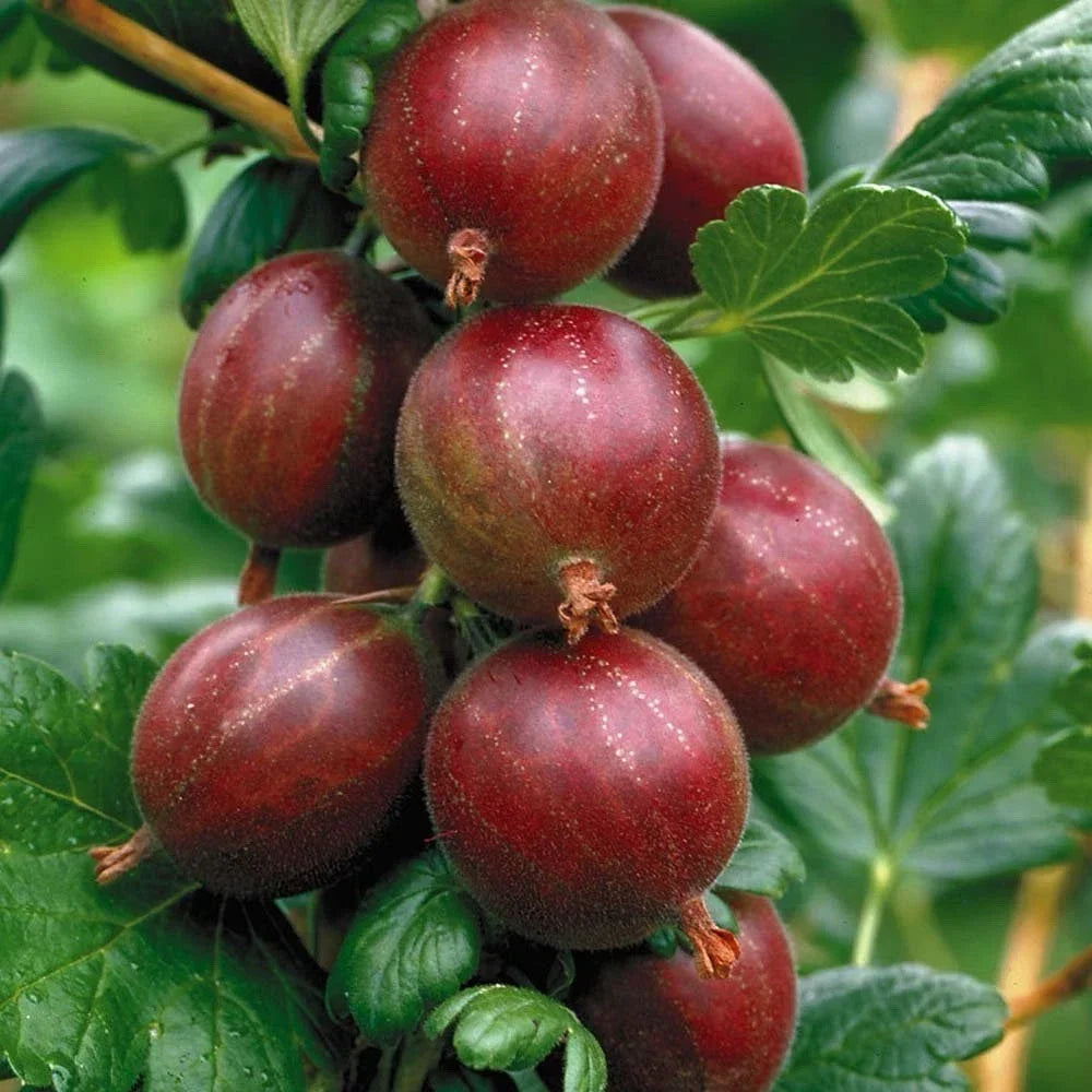 Hinnonmaki Red Gooseberry Starter Plant - Compact Superfood Berry for Zones 3-8