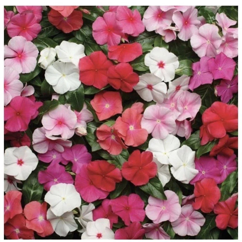 Vinca Seeds - Pacifica XP Mix 25 Pack - Colorful Annual Flowers - Catharanthus roseus
