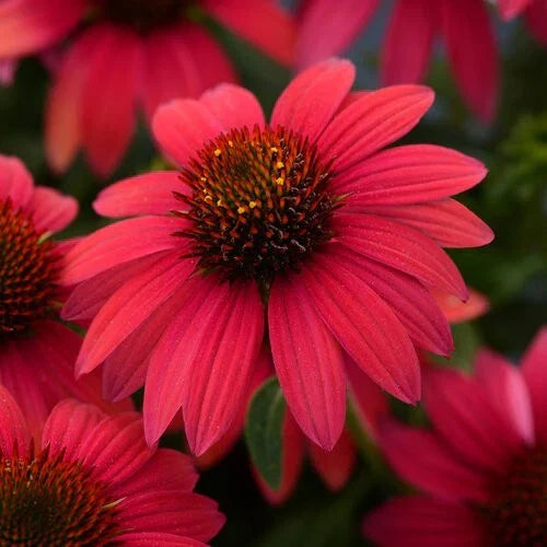 Baja Burgundy Coneflower Seeds - 50 Echinacea purpurea Perennial Flower Seeds