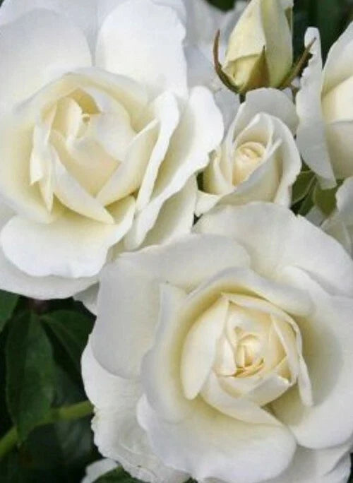 Iceberg Rose Cuttings - 6 Unrooted Rosa 'Iceberg' White Blooming Flowering Plant